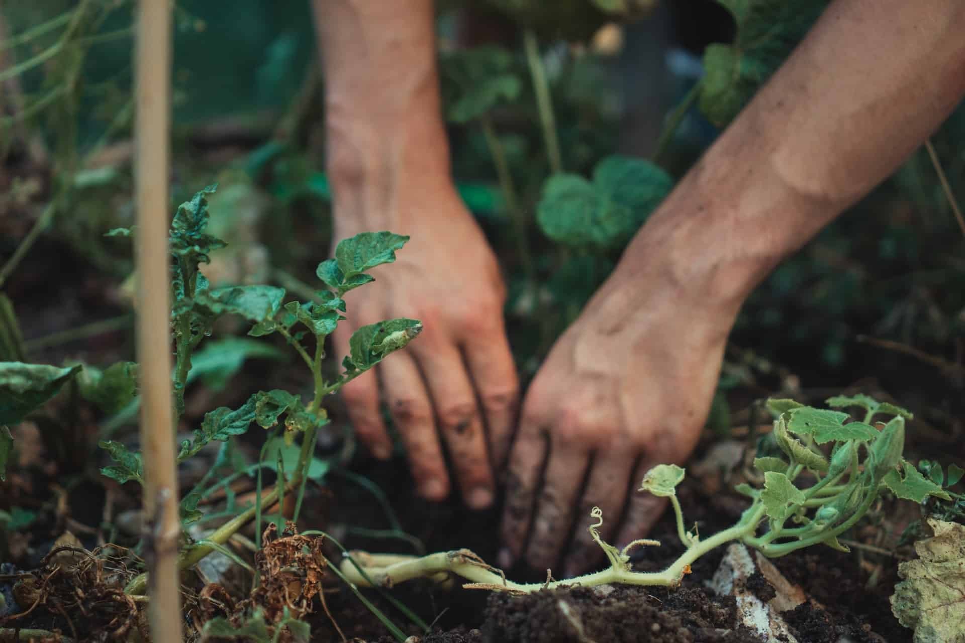 Person working in the garden